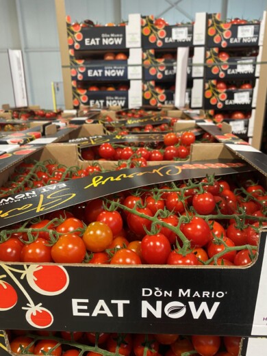 Holandia jest w największym eksporterem pomidorów w UE (fot. DŁB)