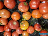 Pomidory z obawami porażenia przez ToBRFV pojawiły się jesienią w sklepach w całej Polsce (fot. AW)