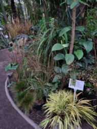 Hakonechloa macra 'Aureola' (na 1. planie)_Wystawa chryzantem i traw ozdobnych_SITO_Poznań 2024