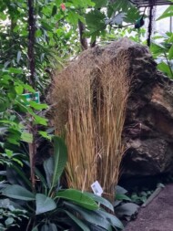 Panicum virgatum 'Northwind'_Wystawa chryzantem i traw ozdobnych_SITO_Poznań_Palmiarnia Poznanska_2024