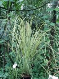 Cortaderia selloana 'Catherine'_Wystawa chryzantem i traw ozdobnych_SITO_Poznań_Palmiarnia Poznanska_2024