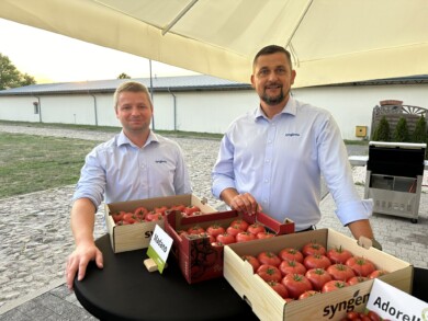 Gabriel Chojnacki i Andrzej Szymański (Syngenta) prezentują nowości z portfolio Syngenty, odmiany pomidora, owoce pomidora