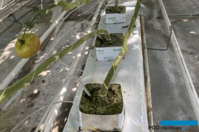 Uprawa pomidora szklarniowego wymaga specyficznego doboru nawozów do komponowania pożywki (fot. DŁB)