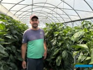 Łukasz Jankowski w sezonie 2024 produkuje w tunelach paprykę czerwoną Muriel oraz żółtą Insignia