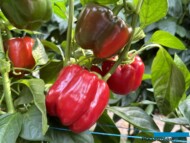 W sezonie 2024 papryka czerwona lok Muriel dorastała i wybarwiała się bardzo szybko