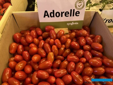 Owoce koktajlowej odmiany pomidora Adorelle - odpornej na ToBRFV (fot. DŁB)