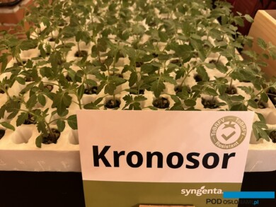 Podkładka pomidora Kronosor - z odpornością na ToBRFV (fot. DŁB)