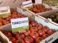Ekspozycja owoców pomidora z Syngenty (fot. DŁB)