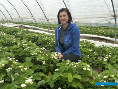 Katarzyna Wasiak - producentka truskawek z Boglewic (gm. Warka; fot. DŁB)