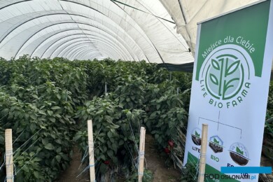 Life Bio Farma dostarcza produktów dla papryki tunelowej