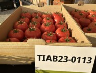 Owoce nowej odmiany pomidora z asortymentu Syngenty - TIAB23-0113 (fot. DŁB)