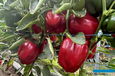 Jakość owoców papryki odmiany Arael
