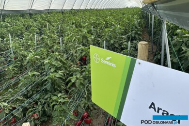 Tunel z odmianą papryki Arael