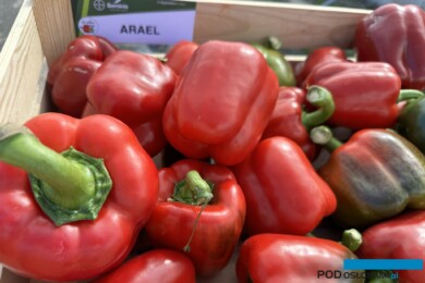 Owoce odmiany papryki Arael (fot. DŁB)