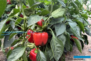 Jakość papryki Ardanza