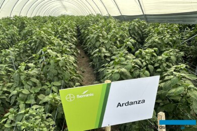 Tunel z papryką Ardanza