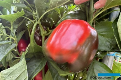 Jakość owoców odmiany Argaman