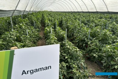 Tunel z papryką Argaman