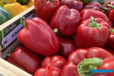 Owoce odmiany Argaman (fot. DŁB)