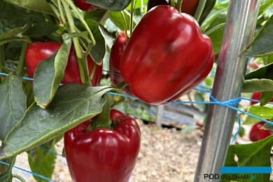 Jakość odmiany Caravaggio