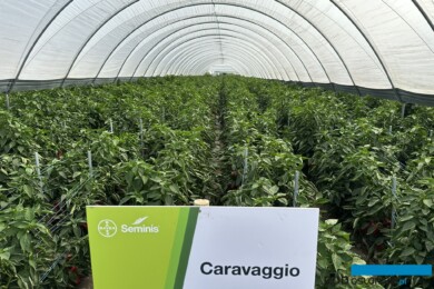 Tunel z odmianą papryki Caravaggio