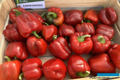 Owoce papryki Caravaggio (fot. DŁB)