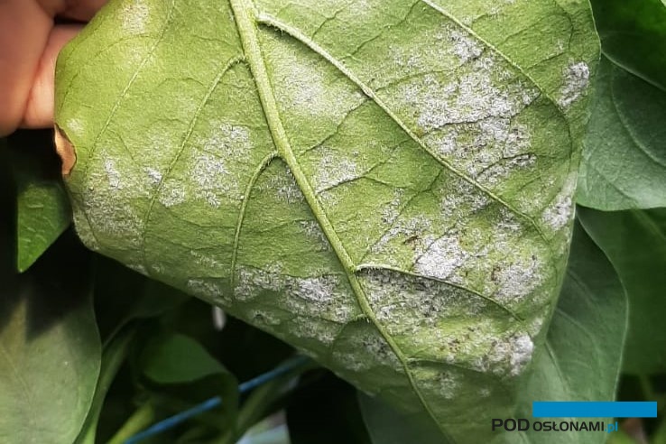 Objawy mączniaka prawdziwego papryki w sezonie 2024