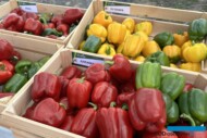 Tematem przewodnim Pepper Cafe 2024 były odmiany papryki
