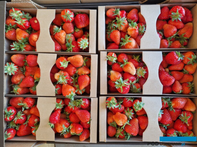 wysoka jakość truskawki