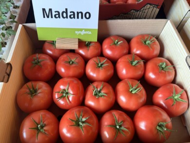 Pomidor malinowy Madano (fot. DŁB)