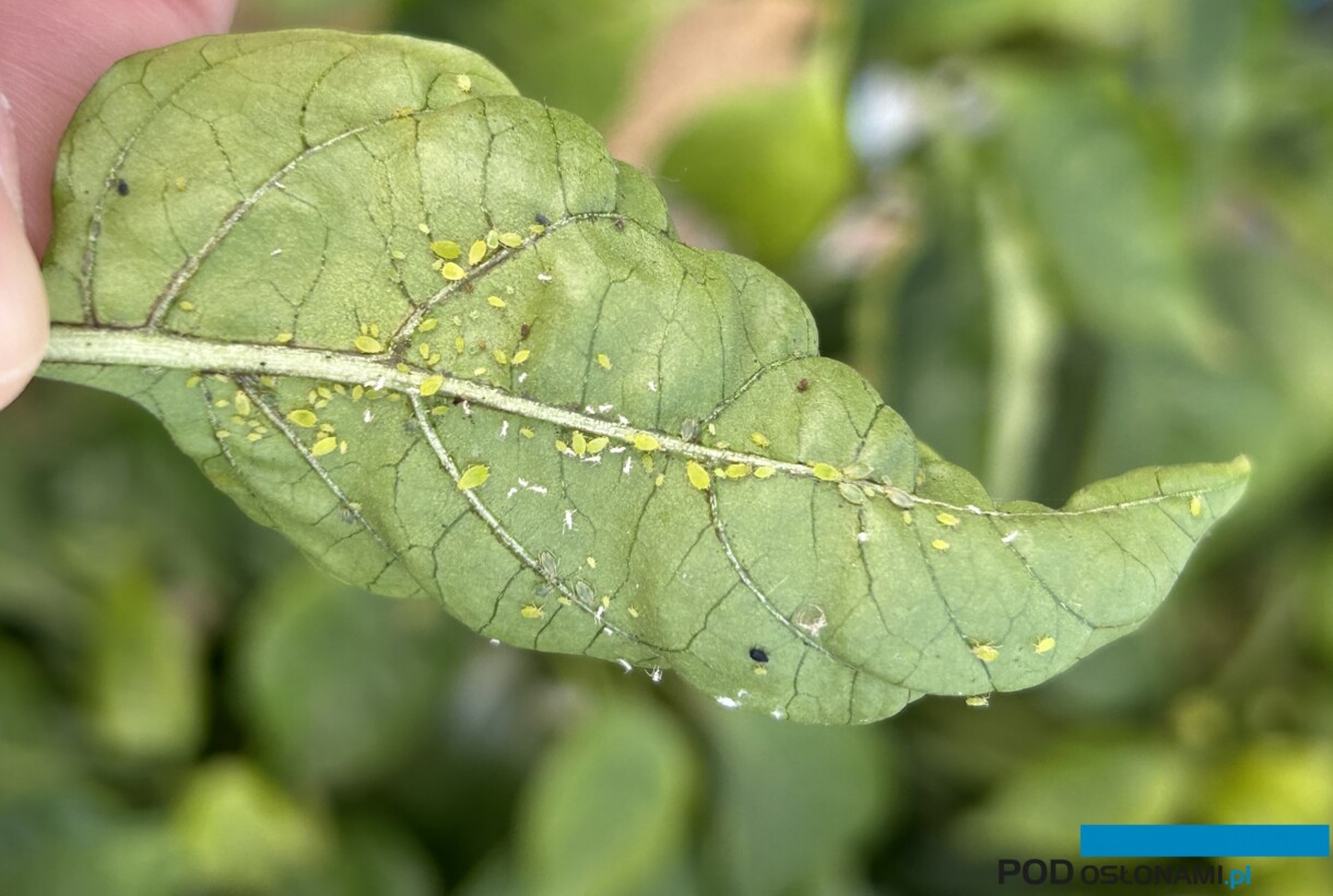 Kolonia mszycy brzoskwiniowej na liściu papryki (fot. DŁB)