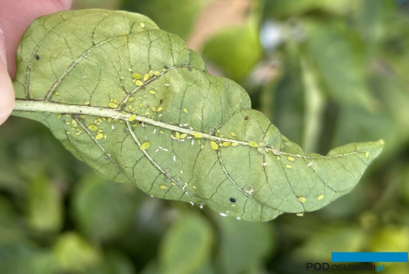 Kolonia mszycy brzoskwiniowej na liściu papryki (fot. DŁB)