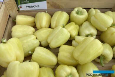 Owoce odmiany Piedone