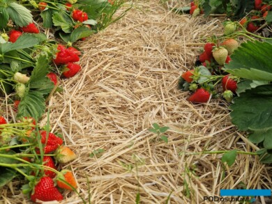 Jakość owoców włoskiej odmiany Lofty