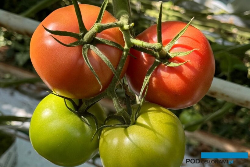 pomidor Tomimaru mucho nawożenie pomidora szklarniowego