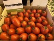 Pomidor śliwkokształtny Romanella od wieli lat cieszy się dużą popularnością (fot. DŁB)