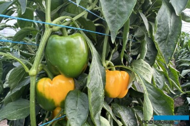 Jakość owoców odmiany papryki żółtej SV1008PB