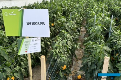 Tunel z odmianą papryki żółtej SV1008PB