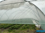 Truskawka uprawiana w tunelu wymaga wietrzenia