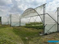 Truskawka uprawiana w tunelu wymaga wietrzenia