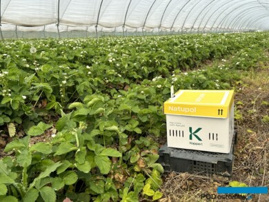 Truskawki wymagają zapylenia - do tuneli wprowadzane są trzmiele