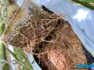 Korzenie ogórka porażonego przez Fusarium (fot. PS)