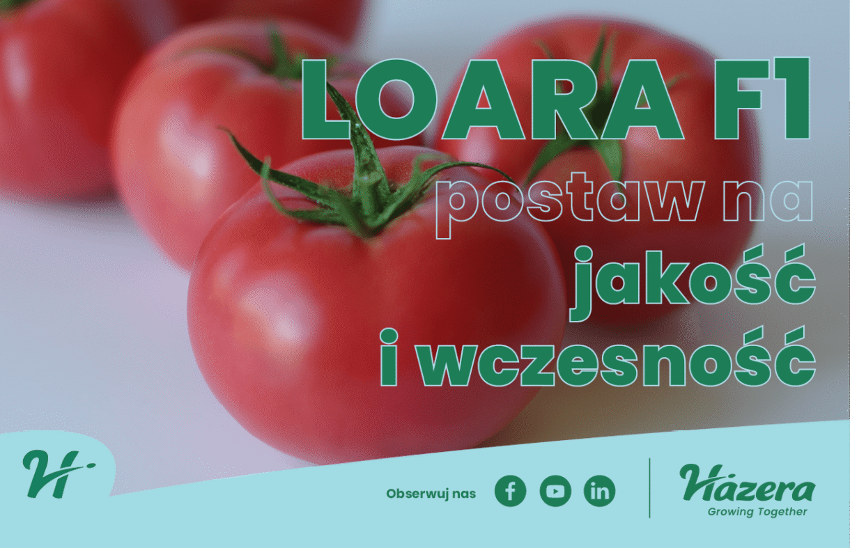 Pomidor Loara F1 (fot. Hazera)