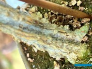 Pęd ogórka porażonego przez Fusarium (fot. PS)