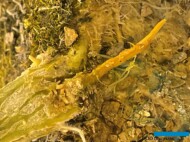 Korzenie i pęd ogórka porażonego przez Fusarium (fot. PS)