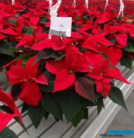Poinsecja Noel_SelectaOne_Dni otwarte Magic Stars 2016_Jenflor_m_fot. A-Cecot