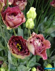Eustoma_RosanneDeepBrown_m_fot. A-Cecot