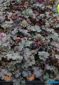 HeucheraWorldCaffeEspresso_m_fot. A-Cecot