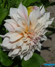 Dahlia_'Cafe Au Lait_Holland Dahlia Event 2019_fot. A. Cecot