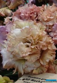 Eustoma NF Mocha_m_fot. A-Cecot